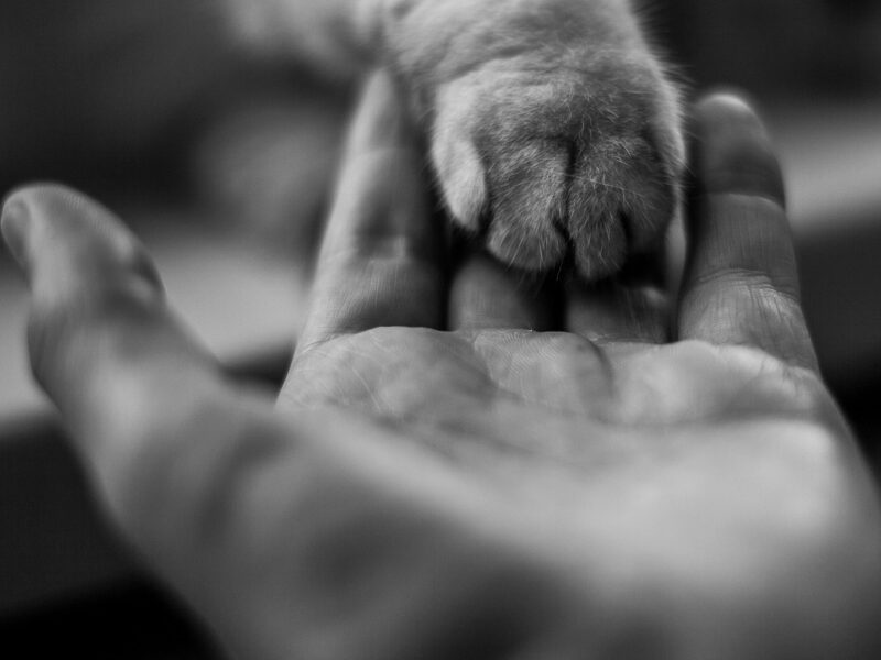 paw, hand, monochrome-6557035.jpg