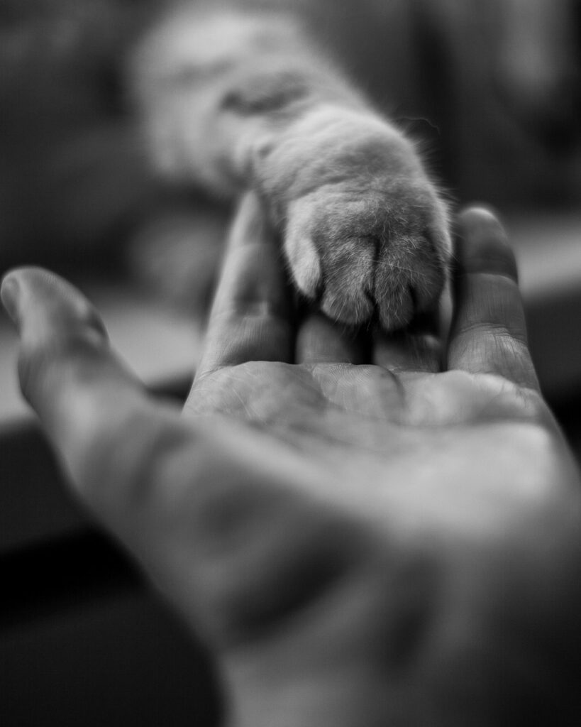 paw, hand, monochrome-6557035.jpg